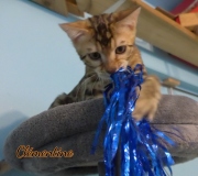 2012-05-07-14-semaines-Clementine-chaton-bengal-2