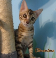 2012-05-07-14-semaines-Clementine-chaton-bengal-3