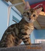 2012-05-07-14-semaines-Clementine-chaton-bengal-4