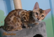 2012-05-07-14-semaines-Clementine-chaton-bengal-5