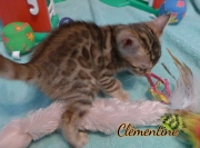 2021-03-06-2-mois-CLEMENTINE-chaton-bengal-1
