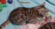 2021-03-06-2-mois-CLEMENTINE-chaton-bengal-2