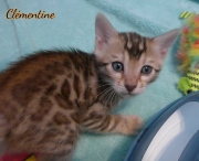 2021-03-06-2-mois-CLEMENTINE-chaton-bengal-3