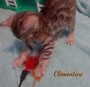 2021-03-06-2-mois-CLEMENTINE-chaton-bengal-4