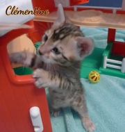 2021-03-06-2-mois-CLEMENTINE-chaton-bengal-5