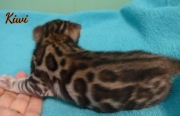 2012-02-14-15jours-Kiwi-chaton-bengal-3