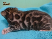 2012-02-14-15jours-Kiwi-chaton-bengal-4