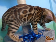 2012-05-07-14-semaines-Kiwi-chaton-bengal-1