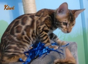 2012-05-07-14-semaines-Kiwi-chaton-bengal-2