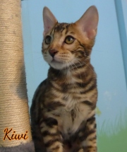 2012-05-07-14-semaines-Kiwi-chaton-bengal-3