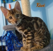 2012-05-07-14-semaines-Kiwi-chaton-bengal-4