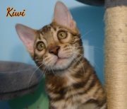 2012-05-07-14-semaines-Kiwi-chaton-bengal-5