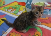 2021-03-06-2-mois-KIWI-chaton-bengal-1