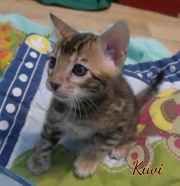 2021-03-06-2-mois-KIWI-chaton-bengal-2