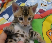 2021-03-06-2-mois-KIWI-chaton-bengal-3