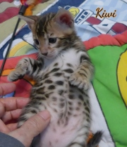 2021-03-06-2-mois-KIWI-chaton-bengal-4