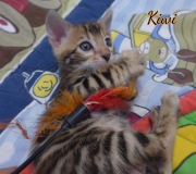 2021-03-06-2-mois-KIWI-chaton-bengal-5