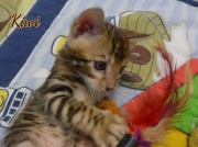 2021-03-06-2-mois-KIWI-chaton-bengal-6