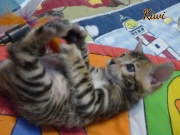 2021-03-06-2-mois-KIWI-chaton-bengal-7