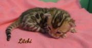 2012-02-14-15jours-Lithi-chaton-bengal-3