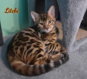 2012-05-07-14-semaines-Litchi-chaton-bengal-1