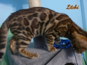 2012-05-07-14-semaines-Litchi-chaton-bengal-2