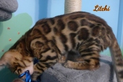 2012-05-07-14-semaines-Litchi-chaton-bengal-3