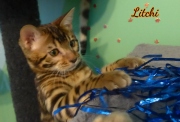 2012-05-07-14-semaines-Litchi-chaton-bengal-4