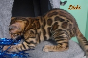 2012-05-07-14-semaines-Litchi-chaton-bengal-5