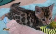 2021-03-06-2-mois-LITCHI-chaton-bengal-1