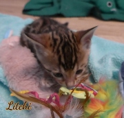 2021-03-06-2-mois-LITCHI-chaton-bengal-2