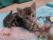 2021-03-06-2-mois-LITCHI-chaton-bengal-3