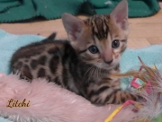 2021-03-06-2-mois-LITCHI-chaton-bengal-4