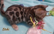 2021-03-06-2-mois-LITCHI-chaton-bengal-5