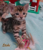 2021-03-06-2-mois-LITCHI-chaton-bengal-6