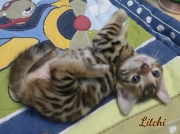 2021-03-06-2-mois-LITCHI-chaton-bengal-7