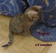 2019-03-09 Arwen a 8 semaines (2)