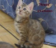 2019-03-09 Arwen a 8 semaines (3)