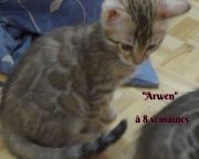 2019-03-09 Arwen a 8 semaines (4)