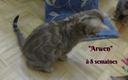2019-03-09 Arwen a 8 semaines (5)