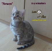 2019-03-13 Chat bengal Arwen (2)