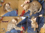 2019-03-27 chat bengal Arwen - montage photo du chat bengal