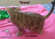 Arwen, chat bengal 2019-02-09 (1)