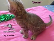 Arwen, chat bengal 2019-02-09 (10)