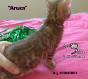 Arwen, chat bengal 2019-02-09 (3)