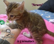 Arwen, chat bengal 2019-02-09 (4)