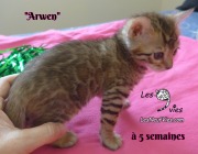 Arwen, chat bengal 2019-02-09 (5)