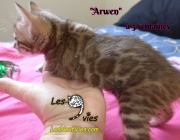 Arwen, chat bengal 2019-02-09 (7)