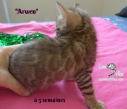 Arwen, chat bengal 2019-02-09 (8)