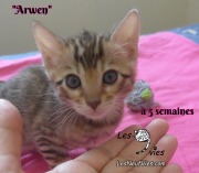 Arwen, chat bengal 2019-02-09 (9)